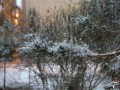 بارش اولین برف زمستانی در شهرستان زاهدان