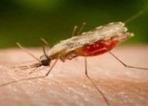 ایران در آستانه ریشه کنی مالاریا