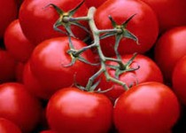 گوجه فرنگی خطر این سرطان را کاهش می‌دهد