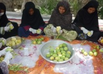 واردات انبه کابوس کشاورزان بلوچ/ شیرینی شاه میوه گرمسیری بلوچستان در کام دلالان!