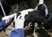 کاهش 17موردی کانون تب برفکی در سیستان وبلوچستان/ بیش از 5هزار و 300 دام در استان علیه تب برفکی واکسینه شدند