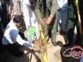 کاشت درخت دوستی و وحدت در سیستان وبلوچستان