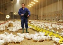 کارآفرینی با درآمد 25میلیون تومانی/ مقاومت اقتصادی با پرورش مرغ گوشتی در هیرمند