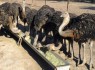 اشتغال زایی 7نفره دستاورد پرورش شتر مرغ در سیستان و بلوچستان