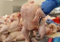 رشد ۱۰درصدی تولید گوشت مرغ در سیستان و بلوچستان