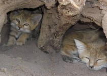 افزایش جمعیت گربه شنی در پی بارش های بهاری در سیستان و بلوچستان