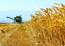 حدود ۱۵۰۰ تن گندم بذری از کشاورزان سیستان و بلوچستان خریداری شد