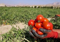 برداشت ۸ هزار تن گوجه فرنگی از مزارع شهرستان تفتان