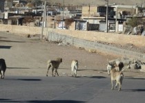 موردی از گاز گرفتگی سگ در مهر شهر نداشتیم