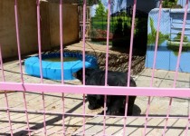 خرس آسیایی به مکان جدیدی در باغ وحش چاه نیمه زهک منتقل شد