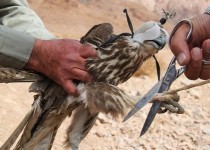 نوار ساحلی جنوب شرق کشور در کانون توجه افراد سودجو/ برخورد قاطع محیط زیست با متخلفان زنده گیری پرندگان شکاری
