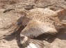 ​ آغاز فصل مهاجرت پرنده هوبره به ایرانشهر