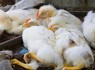 دامپزشکی درباره شیوع آنفلوانزای مرغی در سیستان وبلوچستان هشدار داد