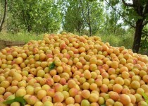 نگین طلایی میوه‌های تابستانه راهی بازار مصرف شد