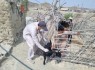 قریب ۹ میلیون نوبت سر واکسیناسیون دامی در سیستان و بلوچستان
