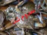 معدوم‌سازی ۲۵۰ کیلوگرم خرچنگ و سایر آبزیان حرام‌گوشت در زاهدان