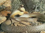 مار