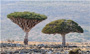 درخت