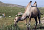 شتر