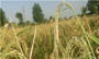 کشاورری