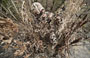 استتار