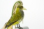 این پرنده‌ها را بپوشید