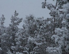 بارش برف در شهرستان زاهدان