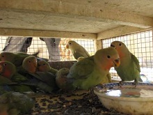 450 قطعه پرنده قاچاق در زاهدان و میرجاوه کشف شد