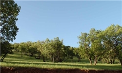 اماکن واقع شده در طرح تفصیلی زاهدان ‌فضای سبز می‌شود‌