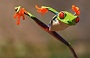 قورباغه کاراته کار+عکس