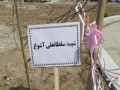 نهال یادبود شهید سلطانعلی آشوغ در  زاهدان غرس شد