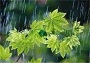 باران طراوات و زیبایی را به شهر زاهدان هدیه داد