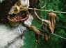 آنها به خاطر عسل جان می‌دهند+تصاویر