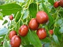 میوه این گیاه خون را تصفیه می‌کند