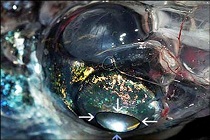 کشف یک موجود فرازمینی+عکس