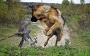 لحظات دیدنی و کمیاب+ تصاویر
