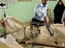 بازرسی بدنی یک خر! + عکس