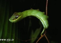 ترسناک‌ترین کرم بی‌خطر در جنگل! +عکس