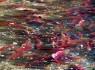 رودخانه ای مملو از ماهیان آزاد + تصاویر