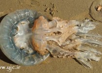 کشف عروس دریایی غول پیکر در ساحل +عکس