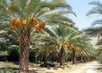 100هزار اصله از نخلیات شهرستان ایرانشهر بیمه شد