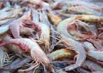 پرورش میگو در چابهار آغاز شد