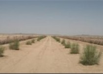 اختصاص ۲ میلیارد تومان اعتبار برای تثبیت شنهای روان در سیستان و بلوچستان اختصاص ۲ میلیارد تومان اعتبار برای تثبیت شنهای روان در سیستان و بلوچستان