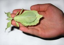 حشره‌ای که حشره شناسان را هم به اشتباه می‌اندازد+عکس