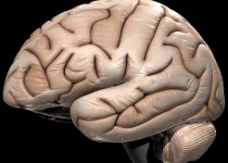 ناتوانی نیم کره‌ی سمت راست مغز تان ، به شما ثابت می شود!