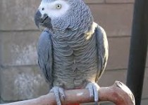 کشف 26 قطعه کاسکو قاچاق در زاهدان