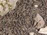 بهشتی برای مارها + تصاویر