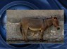 کشف الاغ بمبگذاری شده در بعقوبه+ عکس