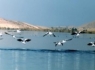 هامون در یک قدمی فاجعه زیست‌محیطی