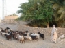 روستای گردشگری "آبادان" ایرانشهر+تصاویر
